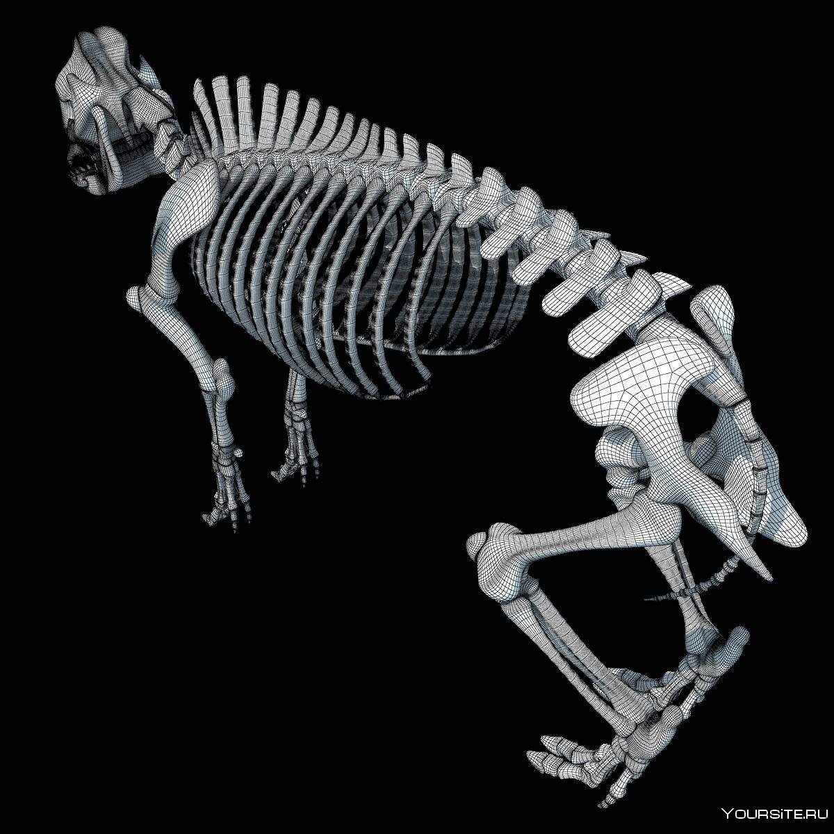 Типы скелетов у животных