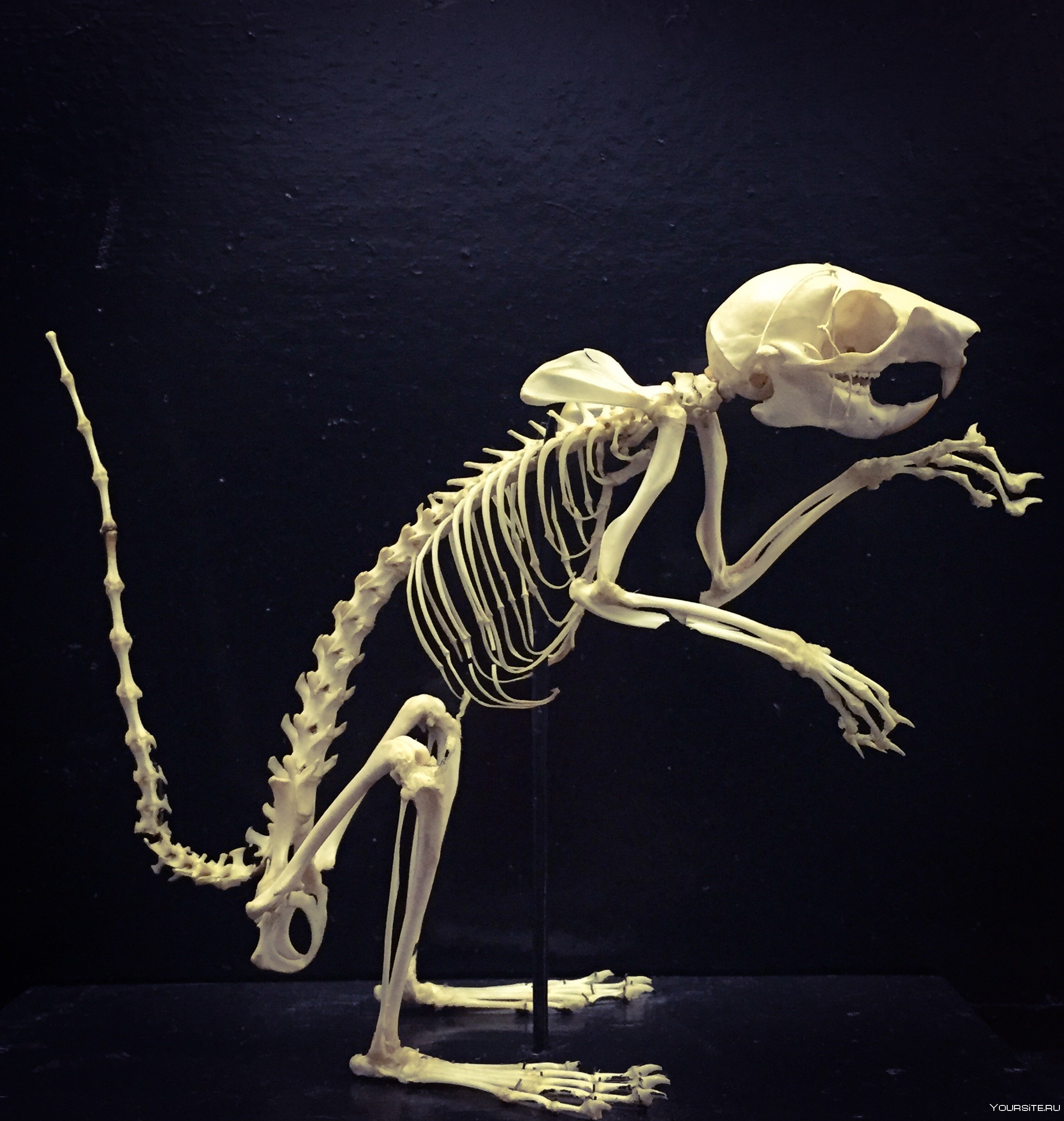 Виды скелетов животных. Скелет животного. Странные скелеты животных. Скелет кошки. Скелет животных настоящий.