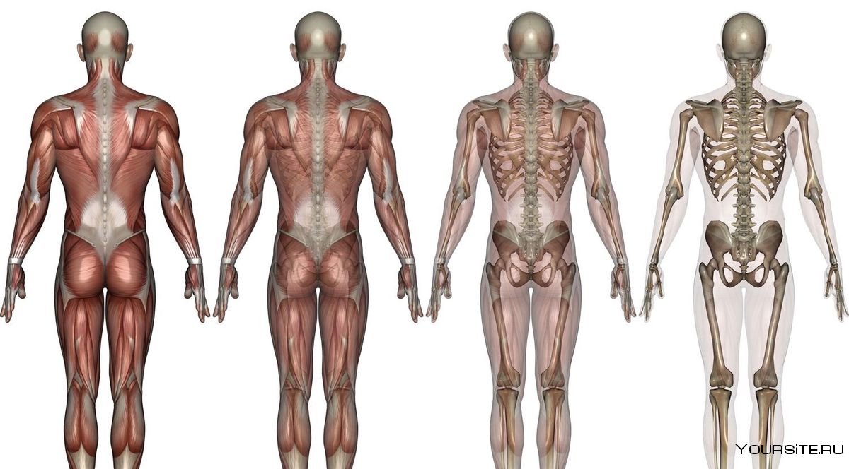 Скелет и мышцы мужчины