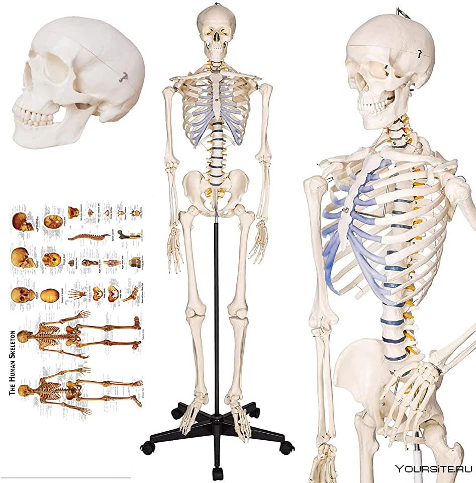 Скелет человека для детей 5 лет