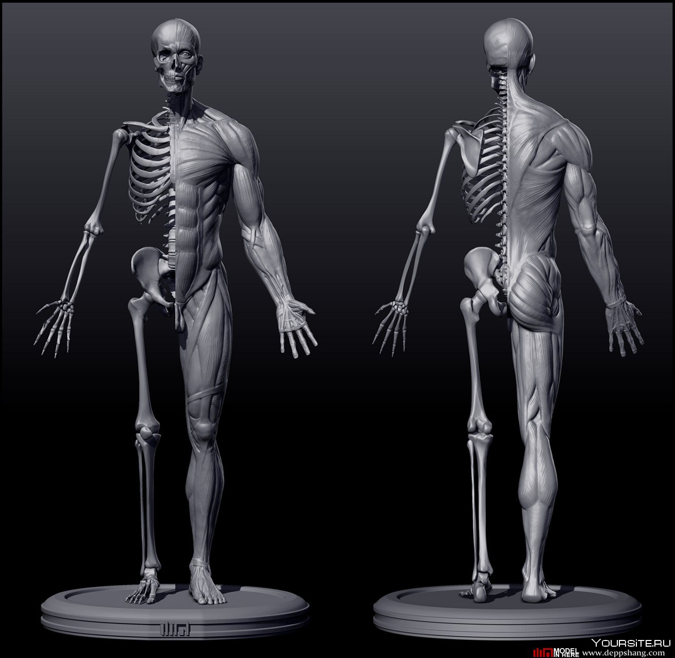Поверхность скелета. Скелет и мышцы референс. Скелет движение туловища мышцы анатомия. Анатомия тела референс скелет. ХЬЮМАН анатомия фор артист.