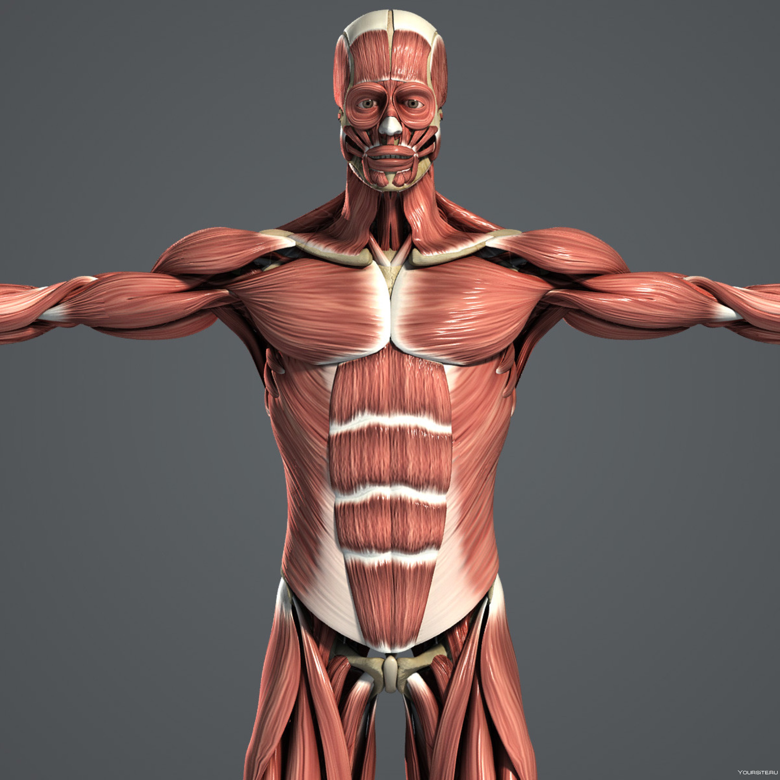 Мышцы картинка. Мышечно-Скелетная анатомия 3d. Anatomy 3d мышцы. Анатомия мышц 3д muscular System приложения. Скелет человека с мышцами.