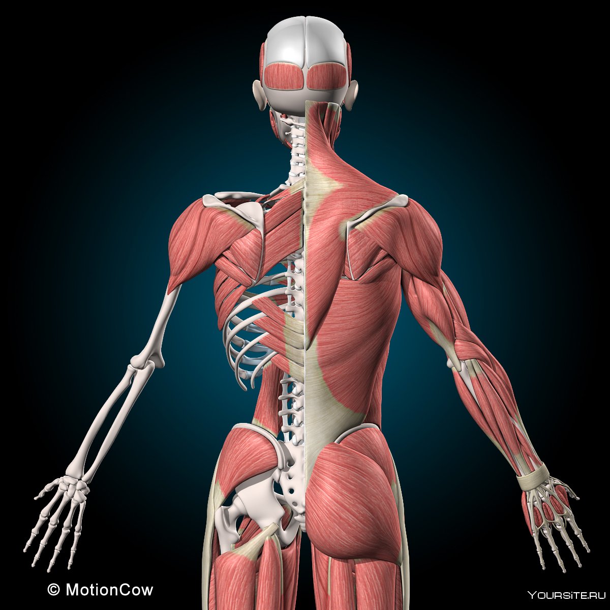 Человеческий скелет с мышцами