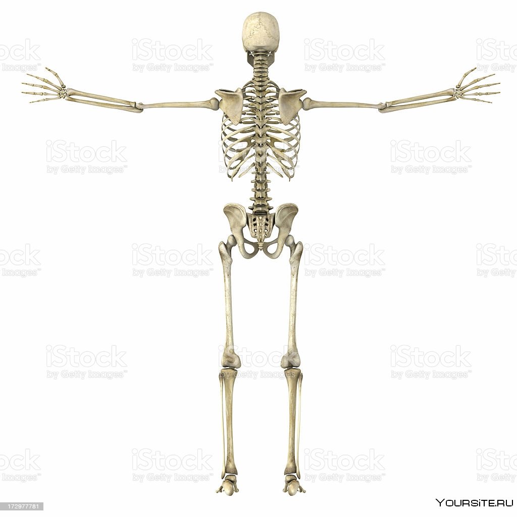 Скелет человека сбоку фото