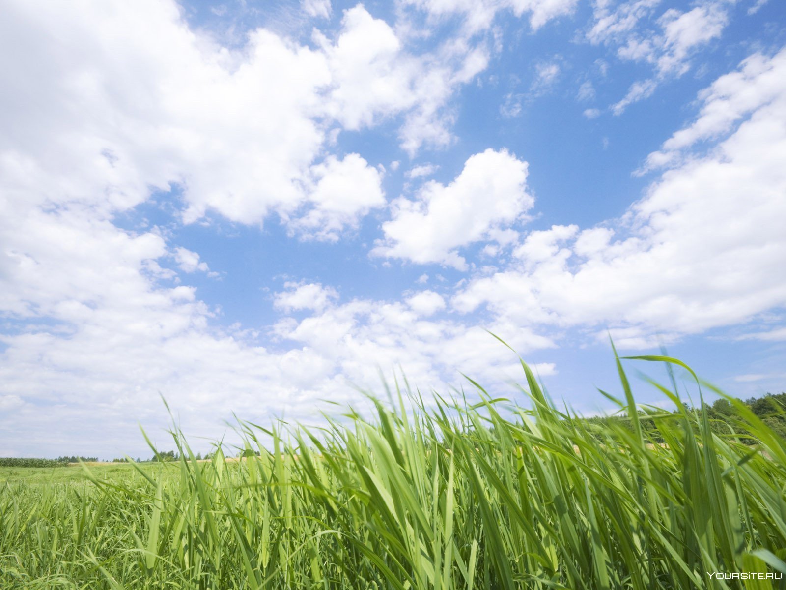 Песня голубое небо зеленая трава. Трава и небо. Зеленый луг и небо. Зеленая трава. Фон трава и небо.