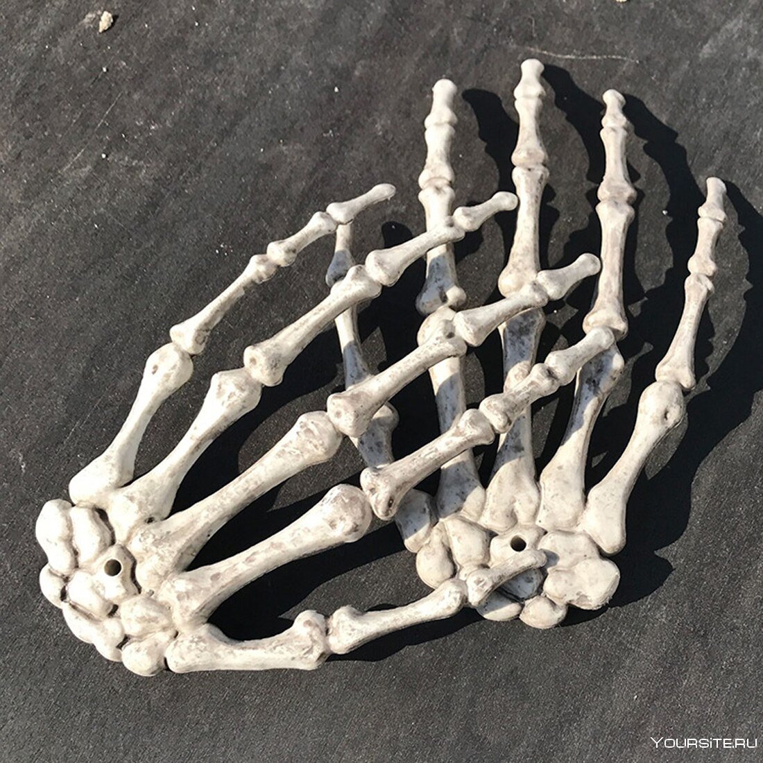Человеческая кисть скелет