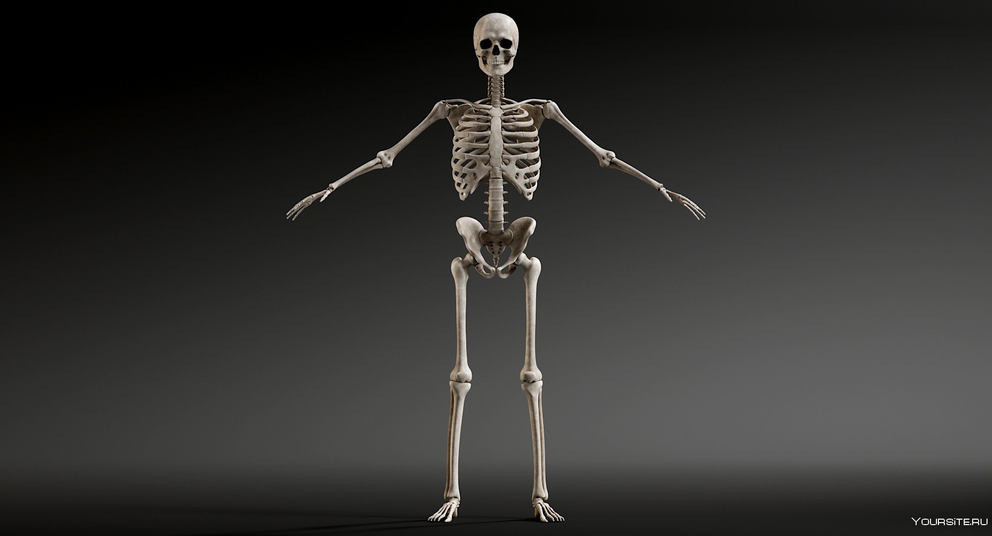 Поверхность скелета. Скелет человека 3д.