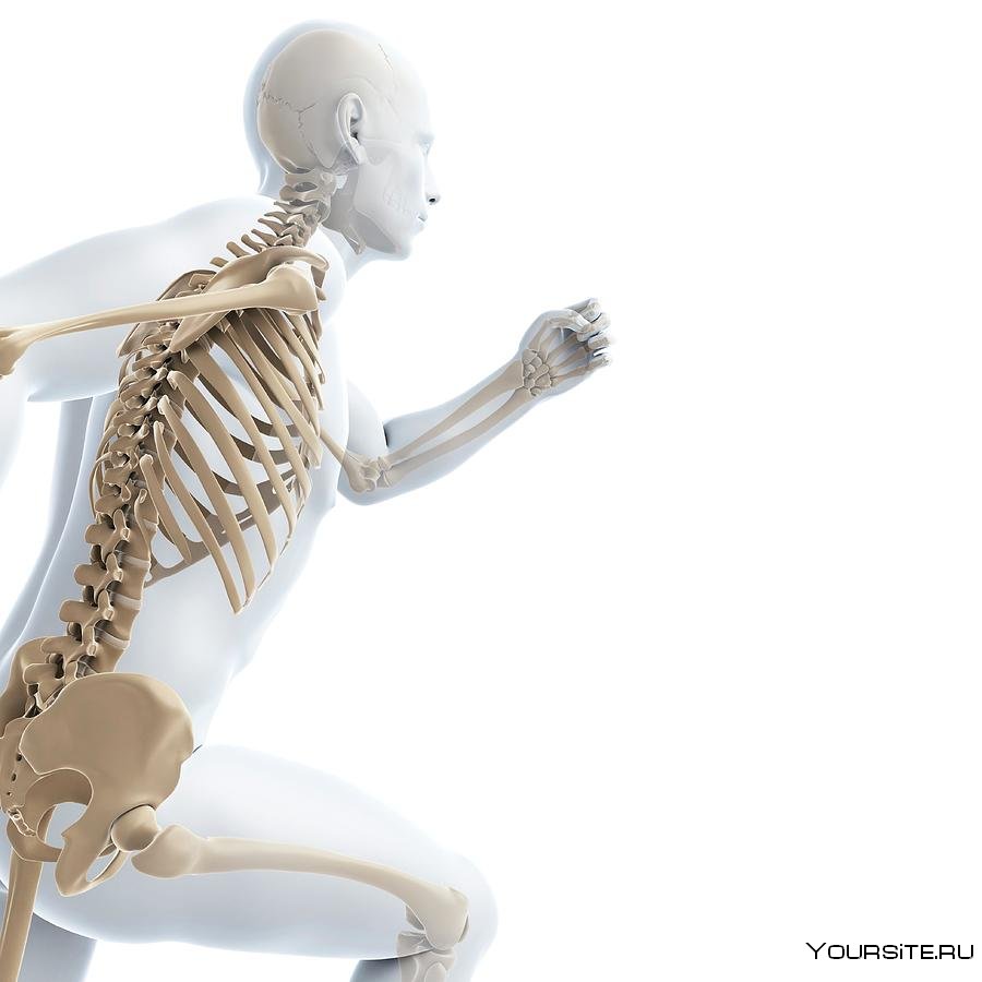 Скелет человека 3d модель
