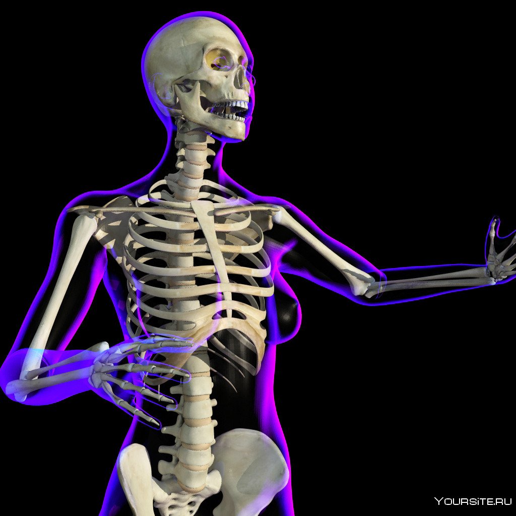 Снимок скелета человека