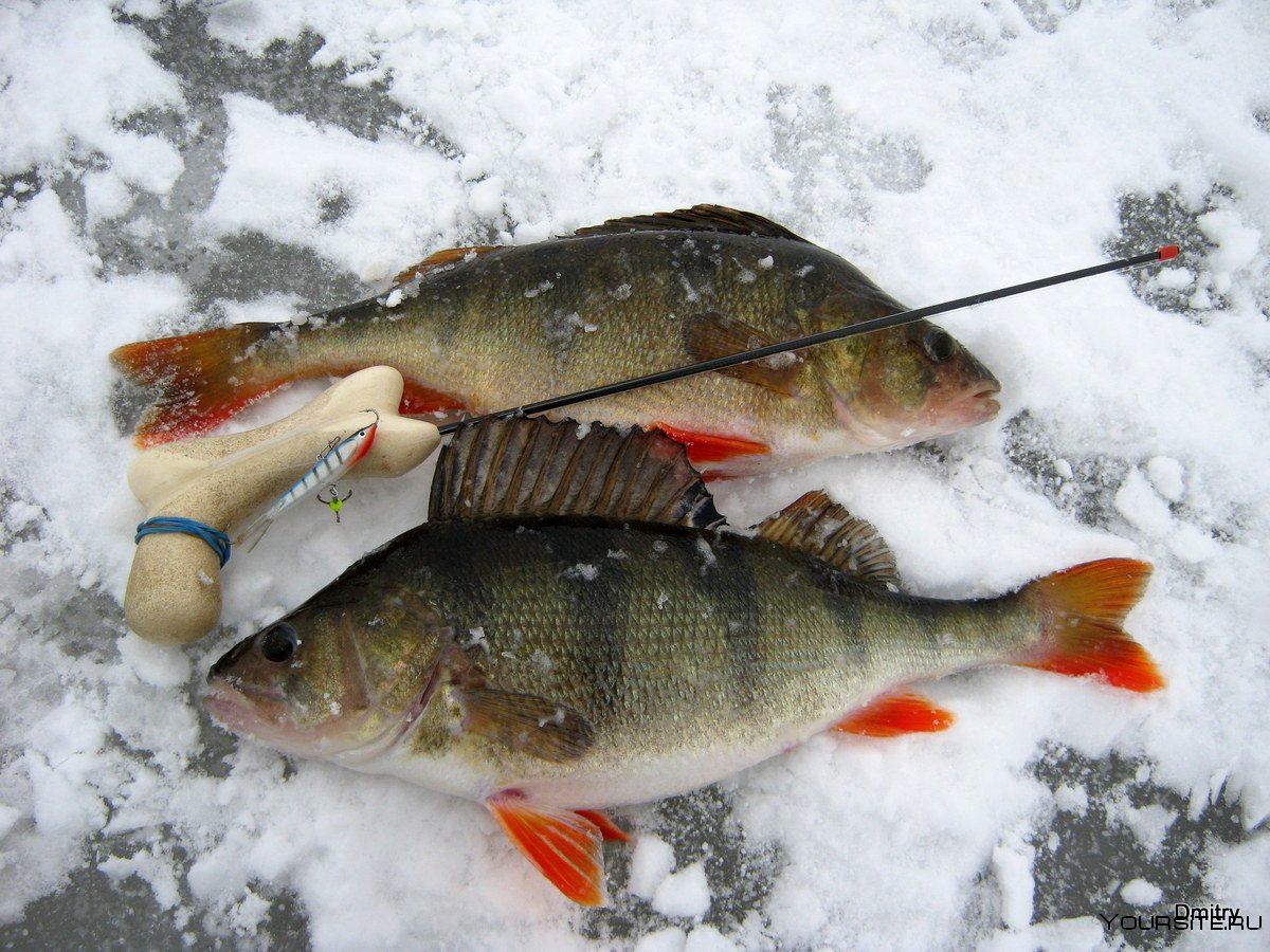 зимняя рыбалка на реке