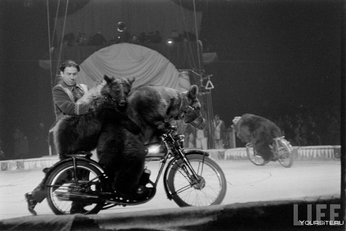 Советский цирк с медведями