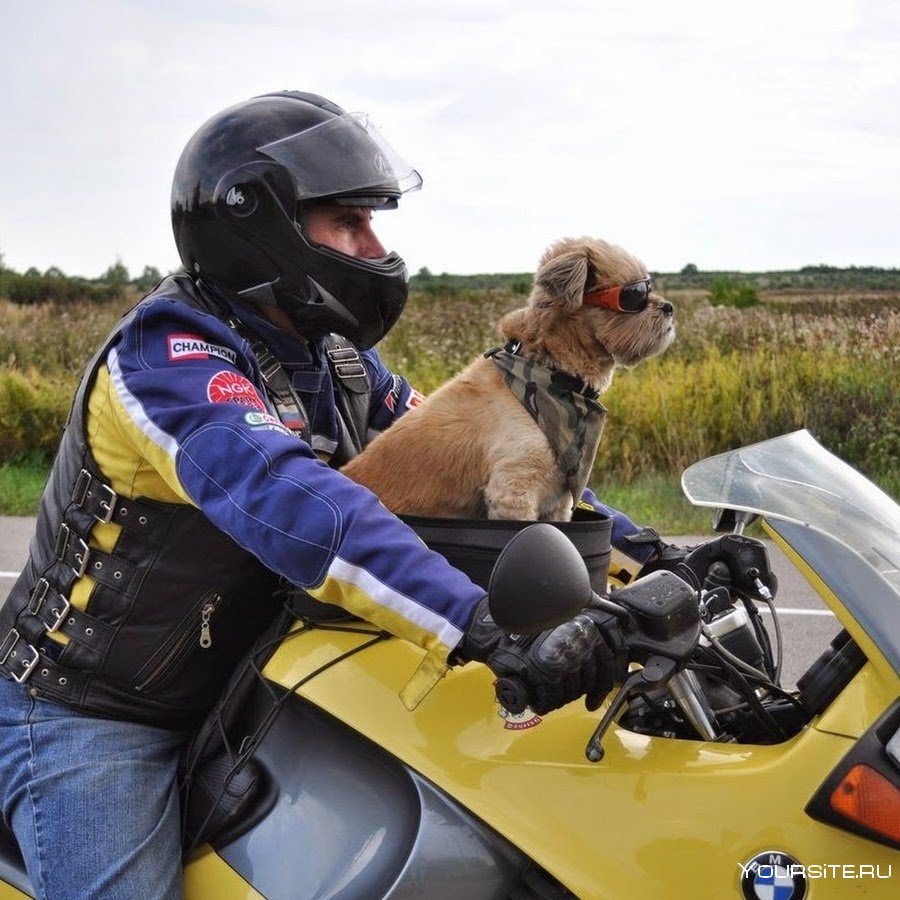 Собака на мотоцикле