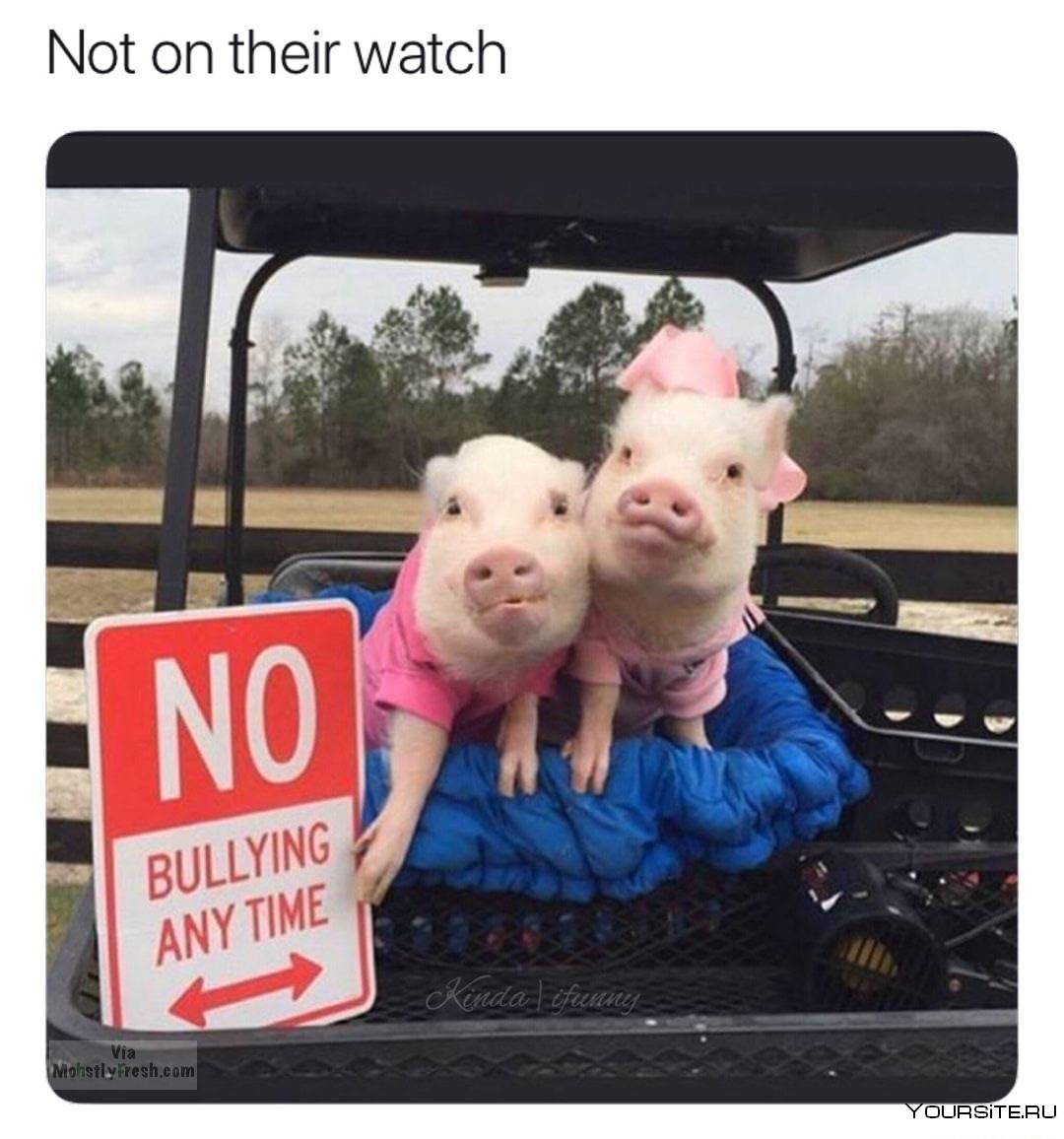 Свинья в наряде