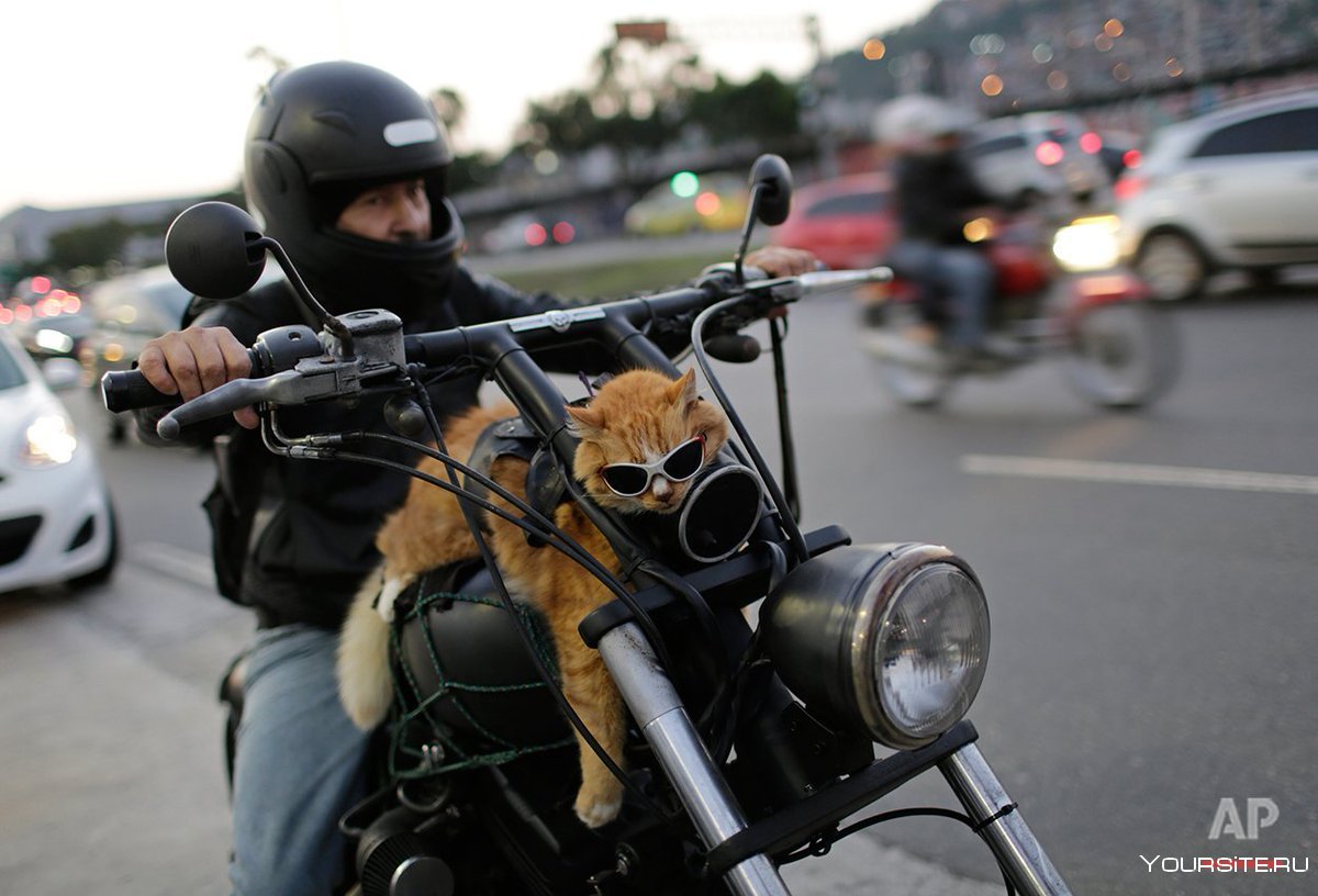 Коты на мотоцикле