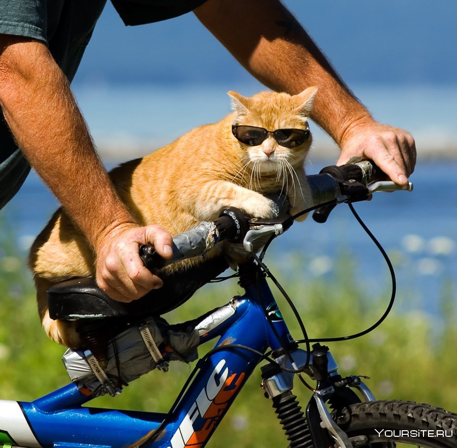 Кот на велосипеде