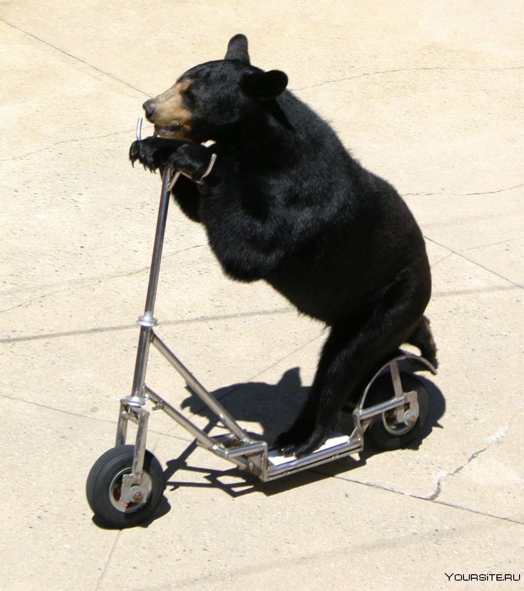 Медведь на одноколесном велосипеде