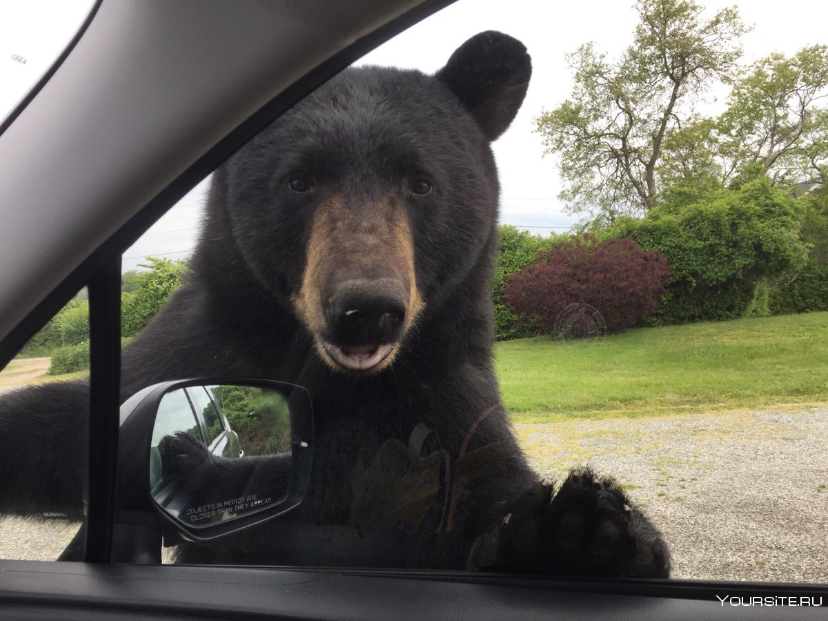Медведь за рулем машины
