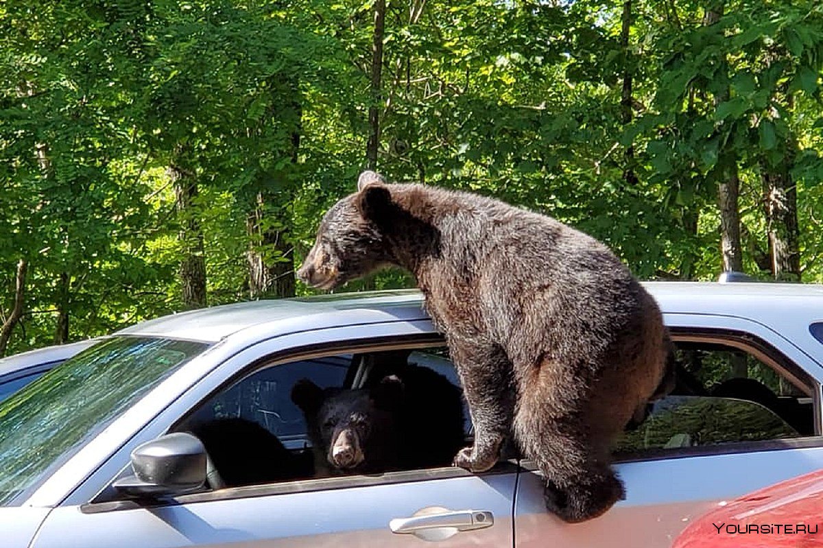 Медведь в машине