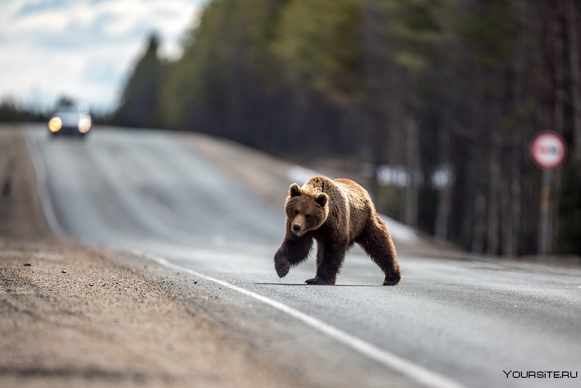 Медведь у дороги