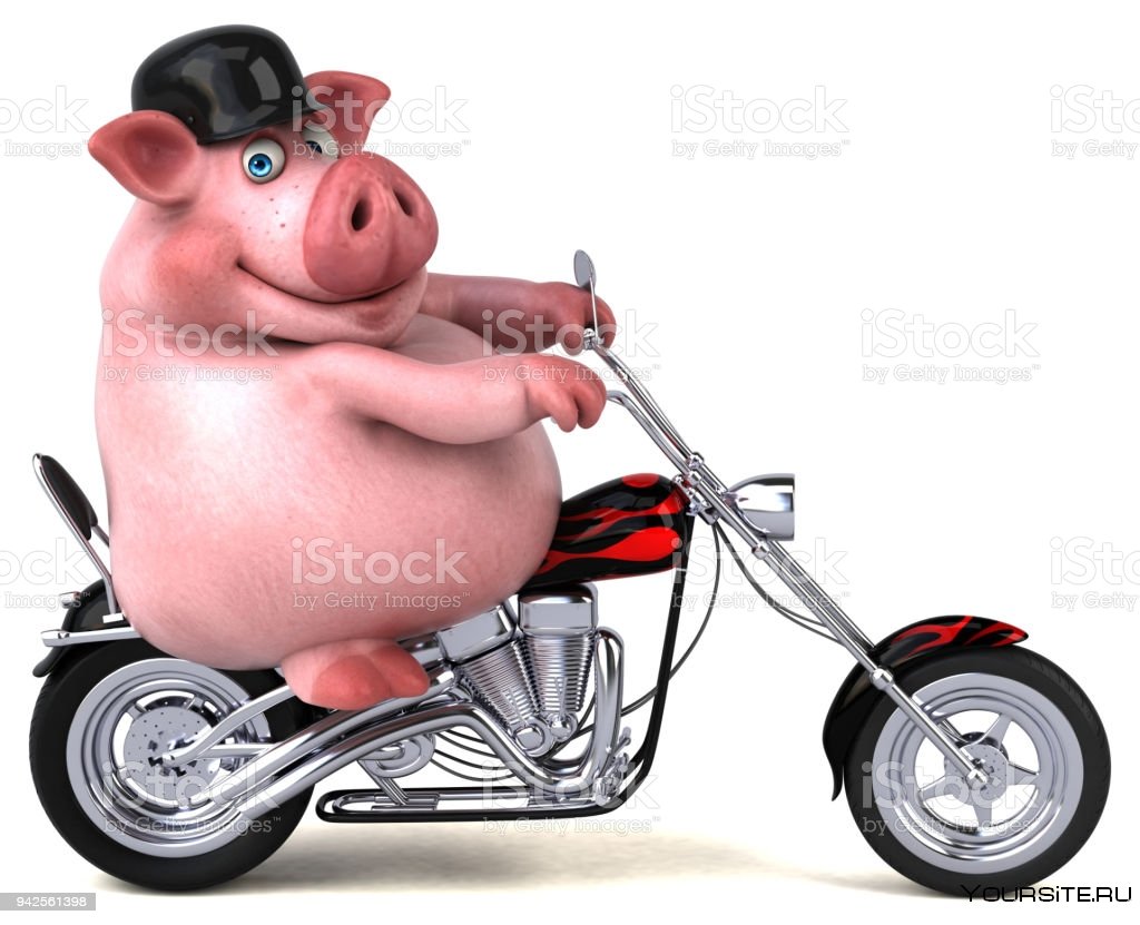 Свинья в каске на мотоцикле
