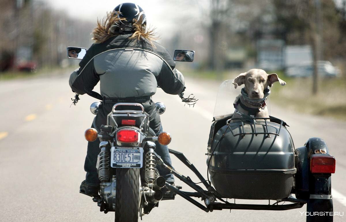 Байкер с собакой на мотоцикле