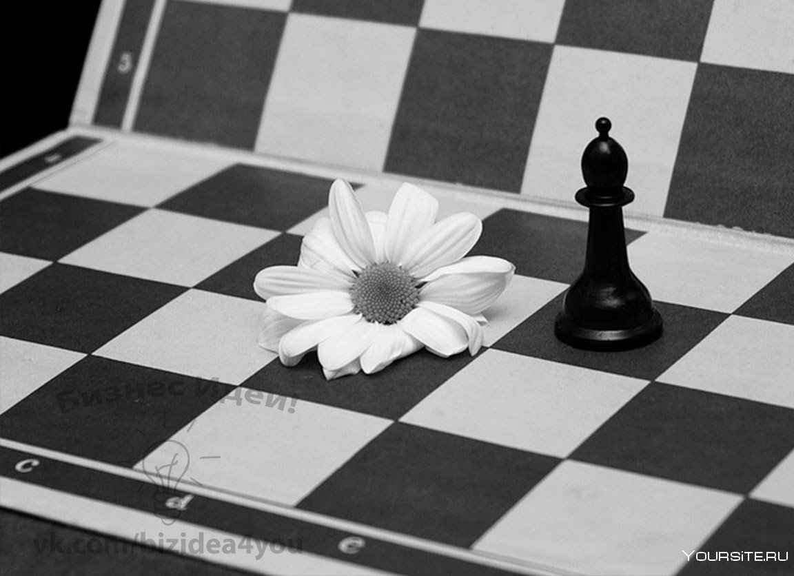 Шахматы черные и белые