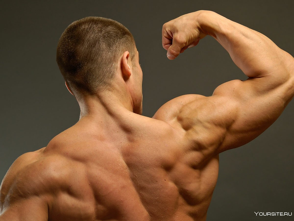 Мышцы плеча анатомия