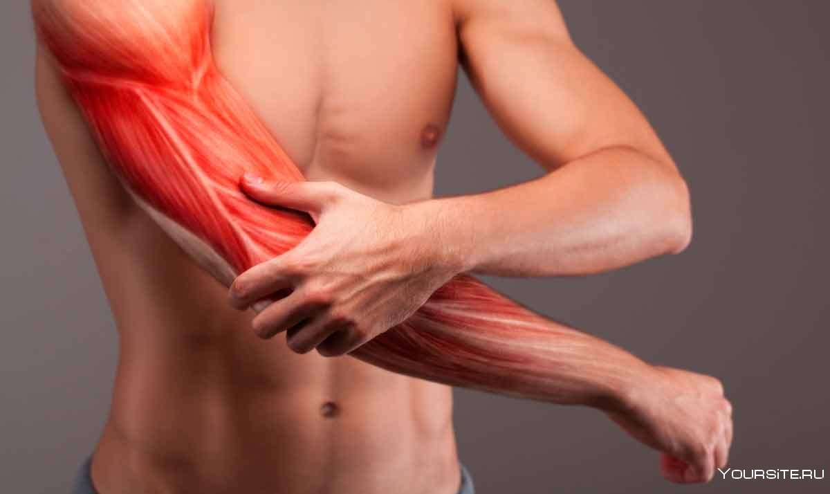 Мышцы плечевого сустава человека анатомия