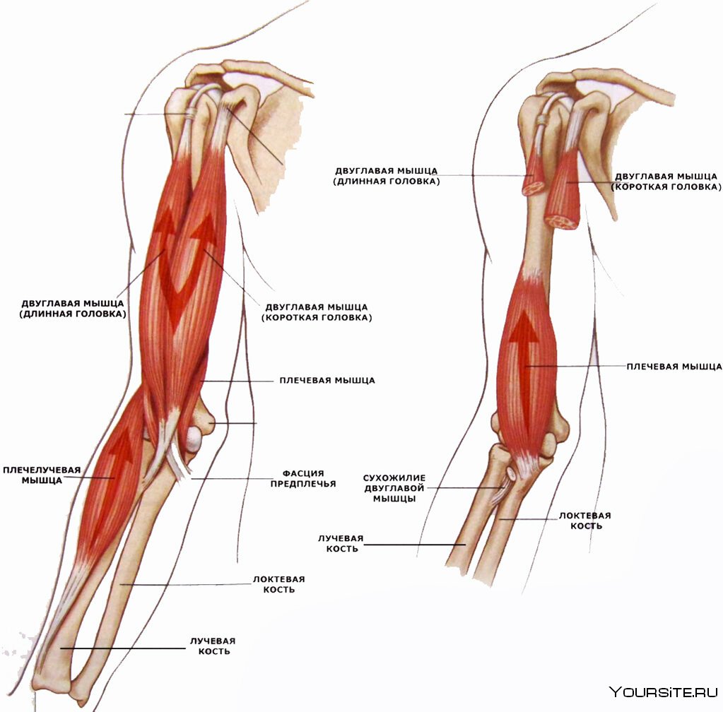 Biceps brachii brachialis