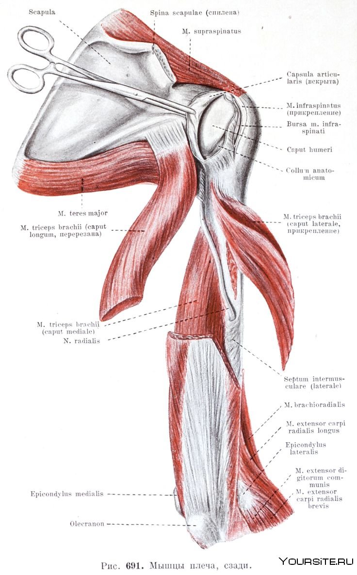 Большая грудная мышца, m. pectoralis Major