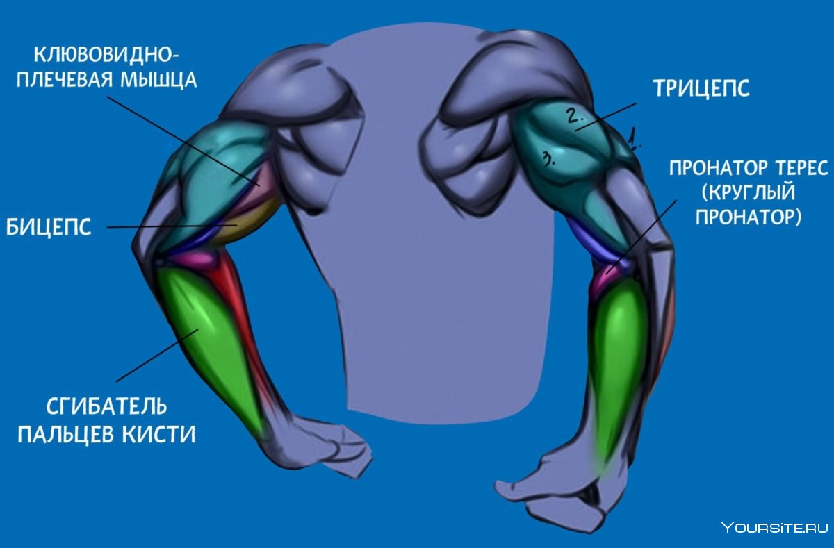 Ноющие боли в дельтовидной мышце
