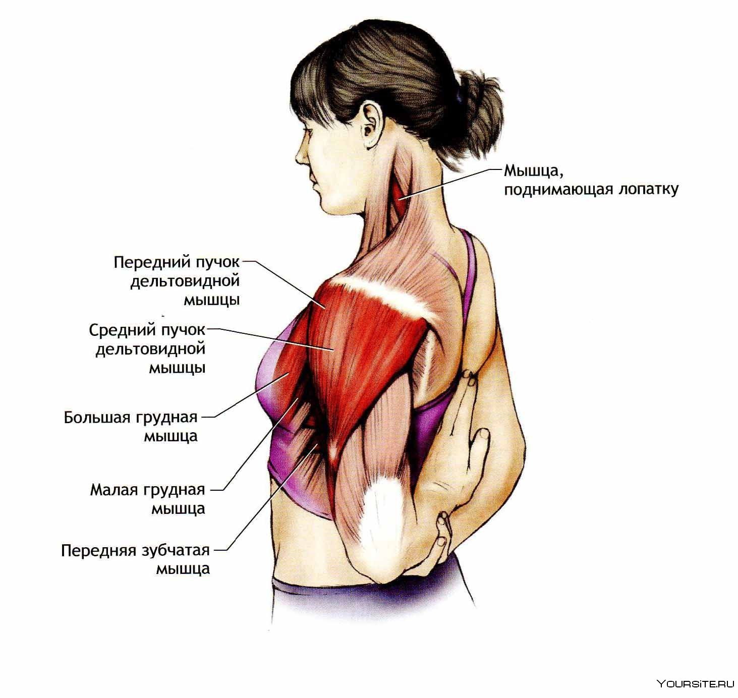 какие мышцы есть в груди для женщин фото 26