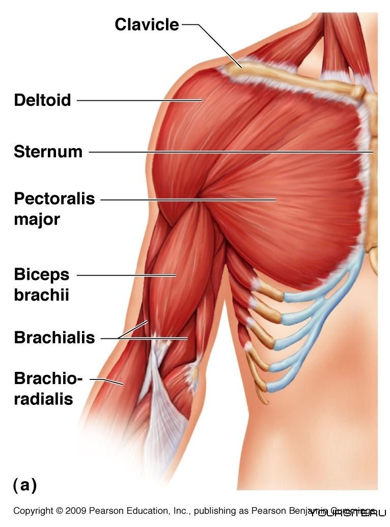 Мышцы плечевого пояса анатомия атлас