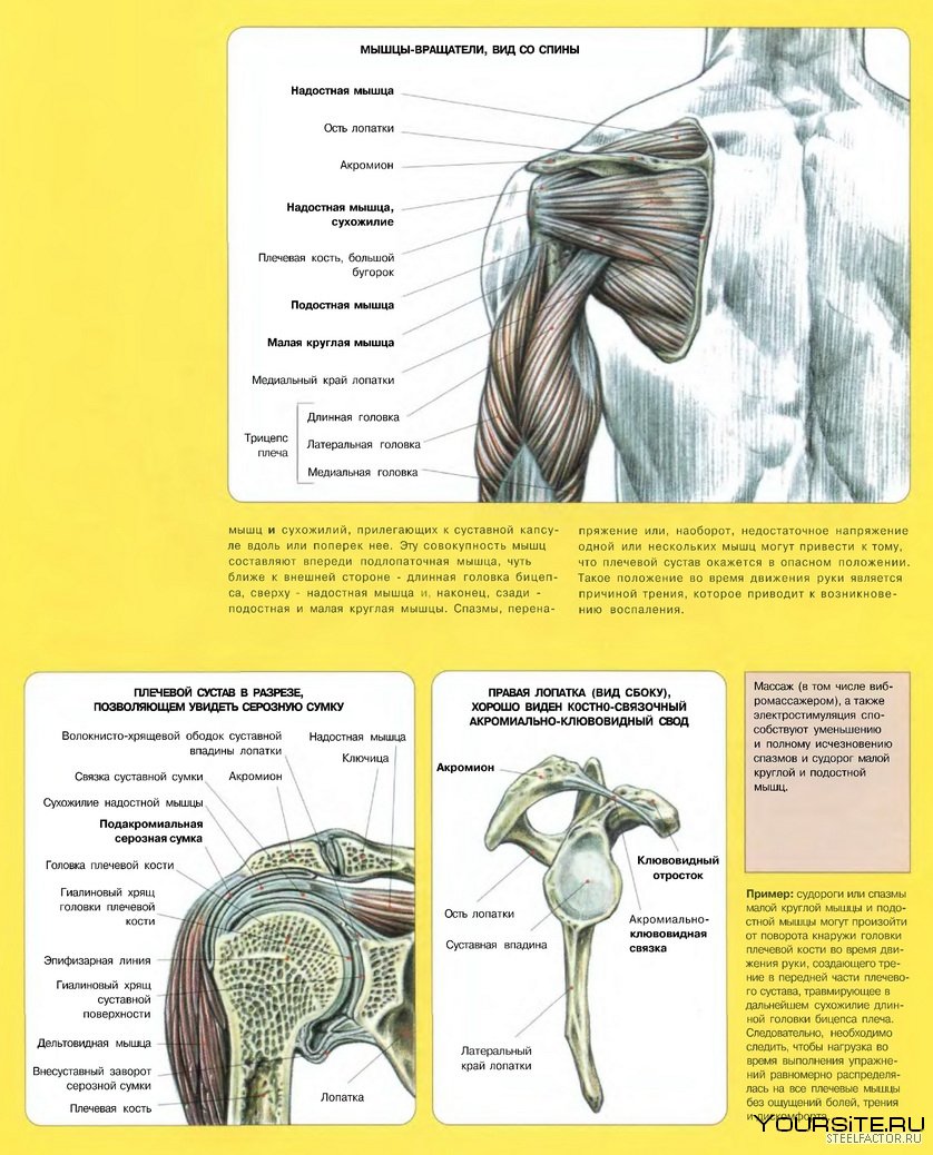 Плечевая мышцы плеча 3д