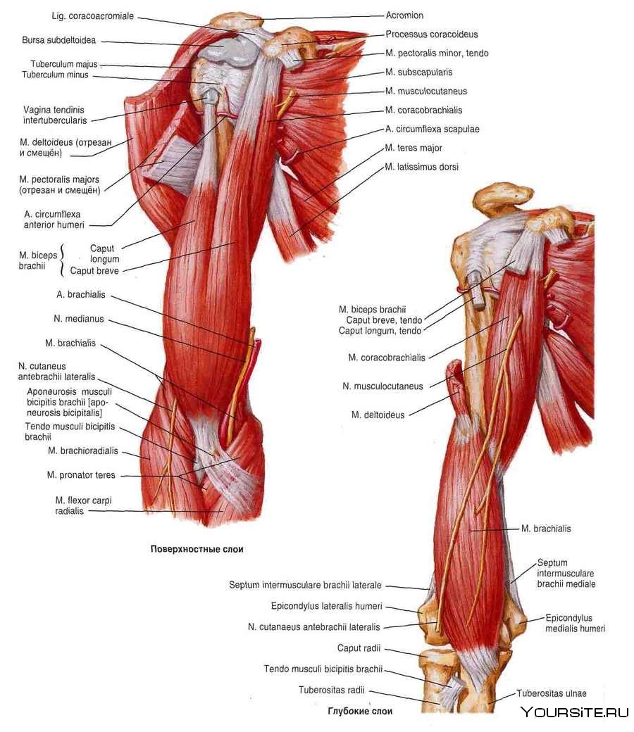 Атлас Неттера мышцы верхней конечности