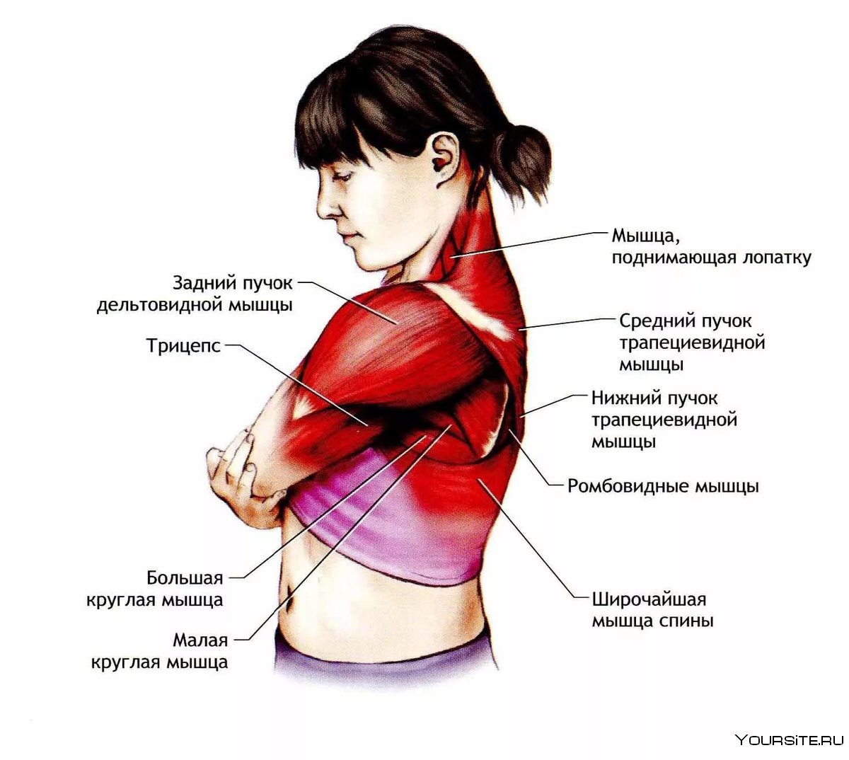 Как называются мышцы возле шеи на плечах фото
