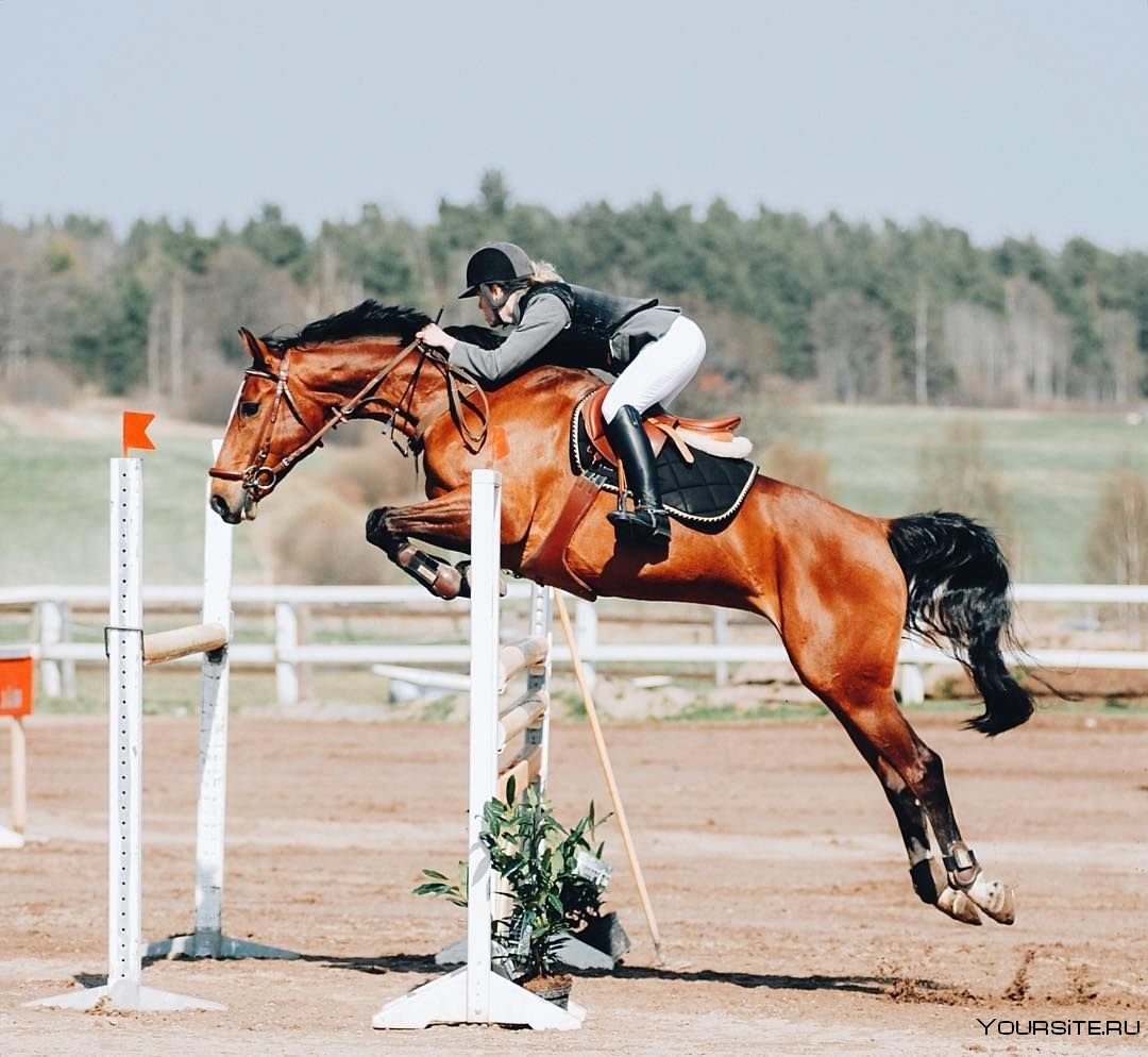 Бельгийская теплокровная лошадь конкур