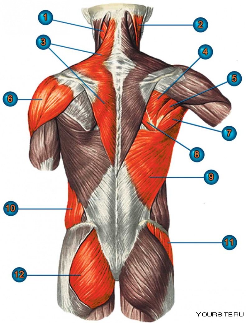 Анатомия спины человека мышцы и связки