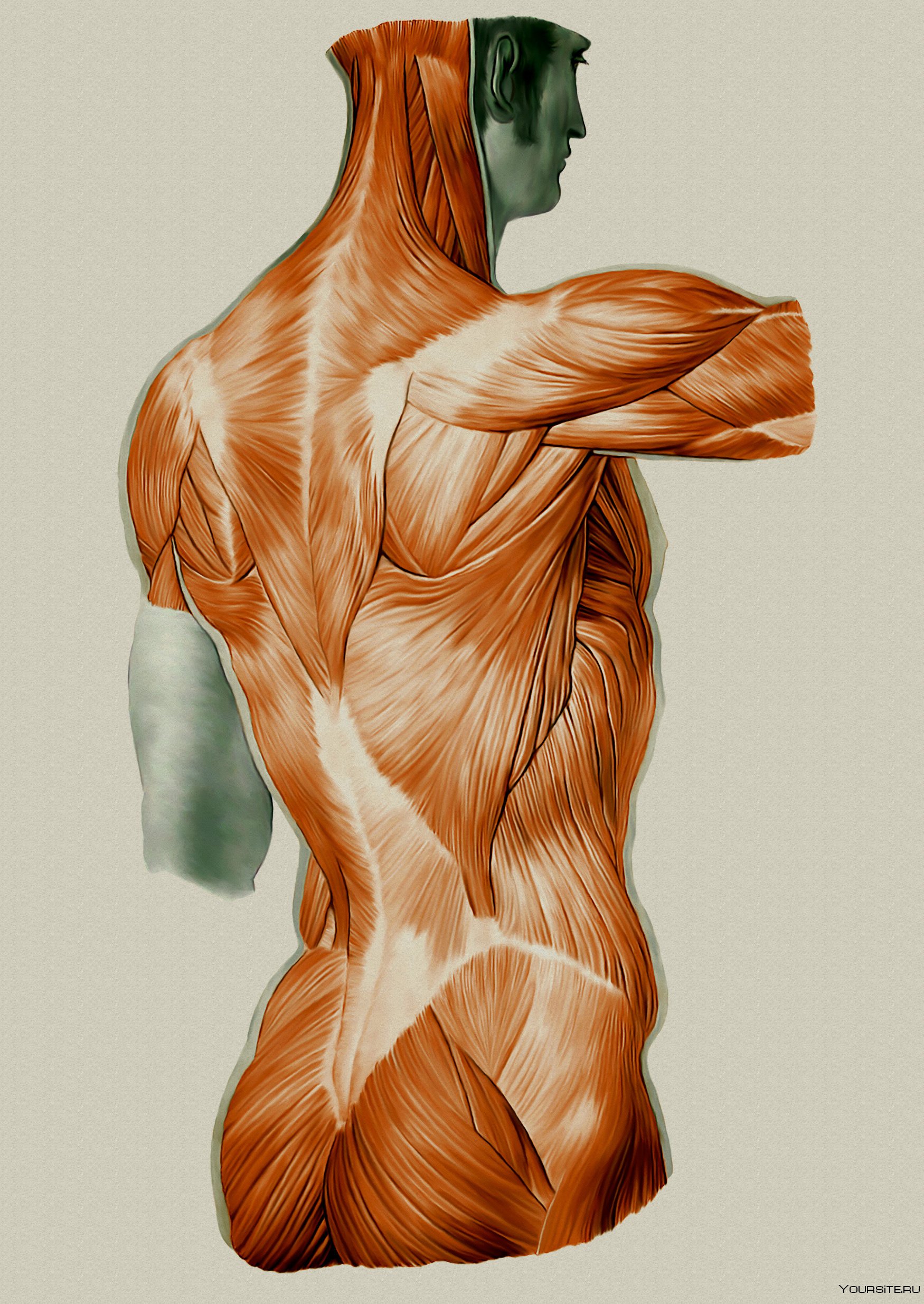 Мышцы картинка. Мышцы человека. Анатомия мышц. Мышечный каркас. Мускулатура человека.