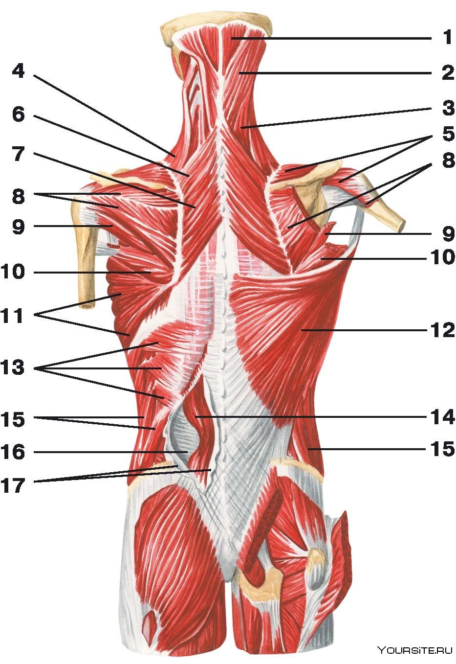 Глубокая поясница. Поверхностный слой глубоких мышц спины. Мышцы спины поверхностные и глубокие слои анатомия. Мышцы спины анатомия поверхностный слой. Мышцы спины глубокий слой.