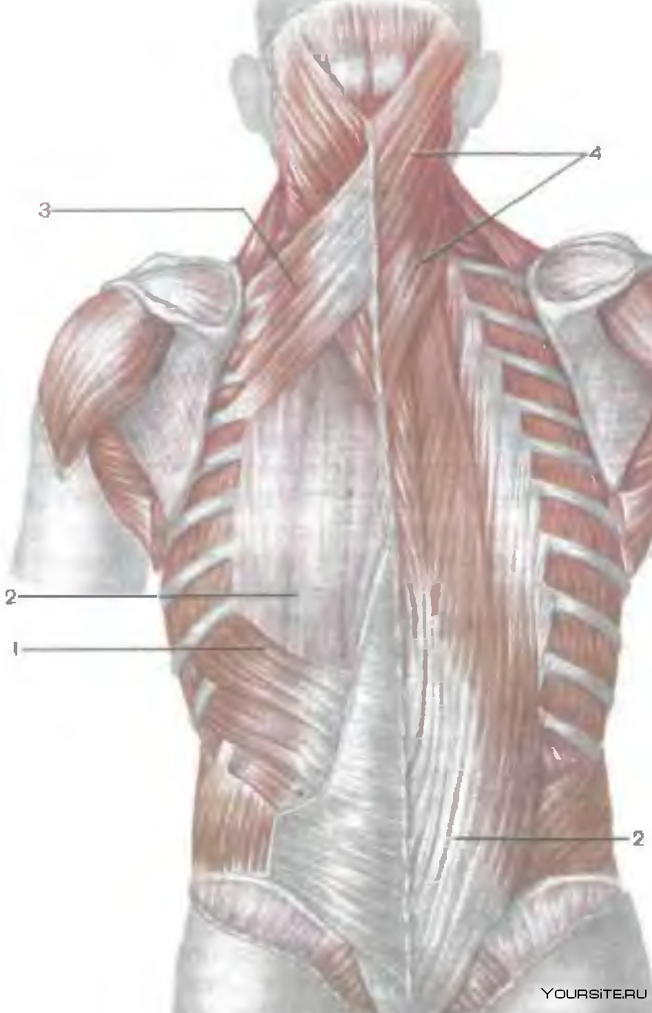 Мышцы спины и ребра. Мышцы разгибатели позвоночника анатомия. Мышцы и фасции спины анатомия. Задняя зубчатая мышца спины анатомия. Верхняя задняя зубчатая мышца спины анатомия.