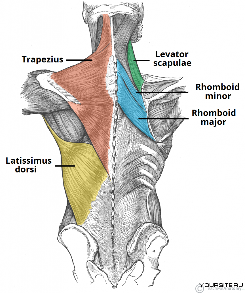 Анатомия спины 3d