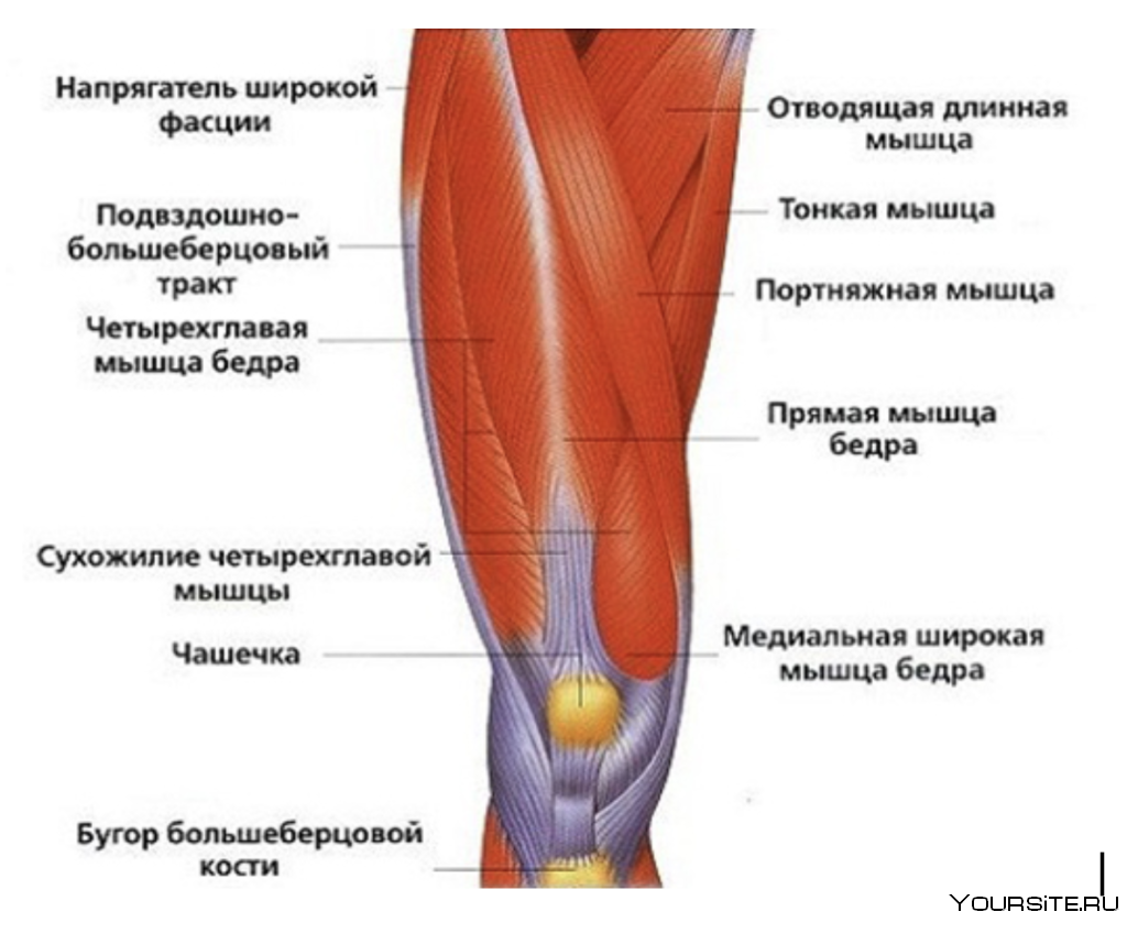 Мышцы обеспечивающие движение в коленном суставе