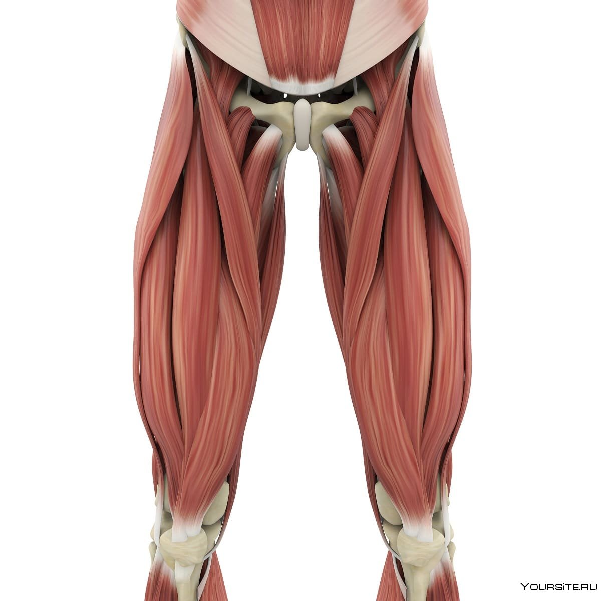 Портняжная мышца бедра анатомия