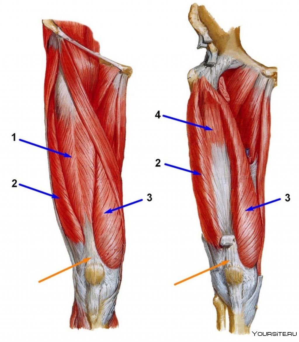 Четырехглавая мышца бедра анатомия