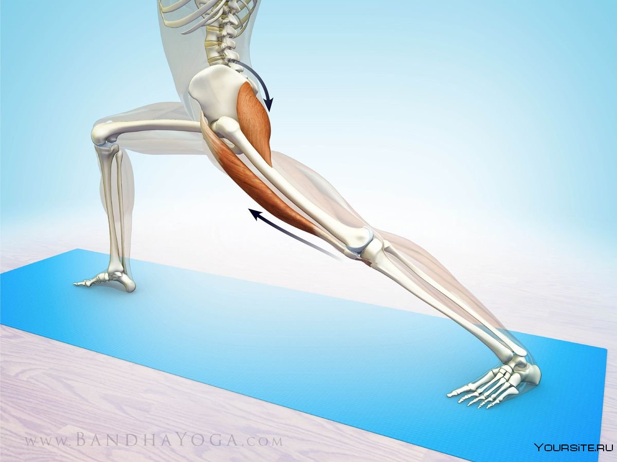 Мужские ноги мышцы