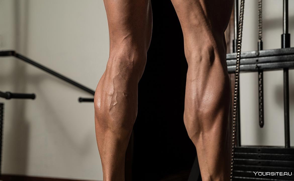 Calf / Calves — икра (ноги) / икры