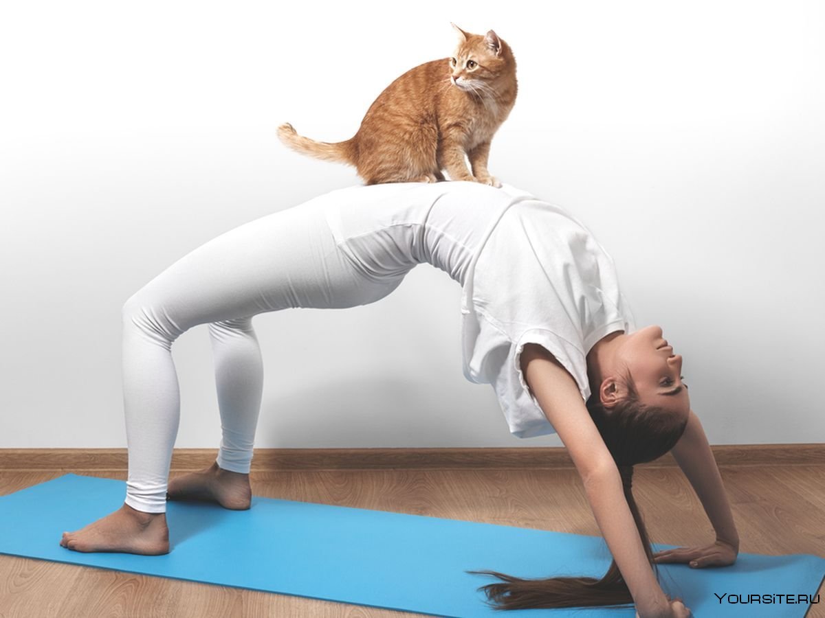 Кошка в позе йоги