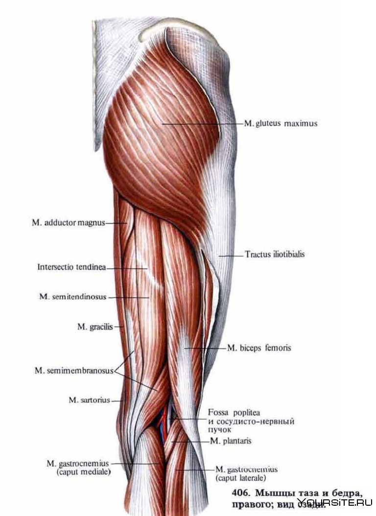 M. biceps femoris анатомия