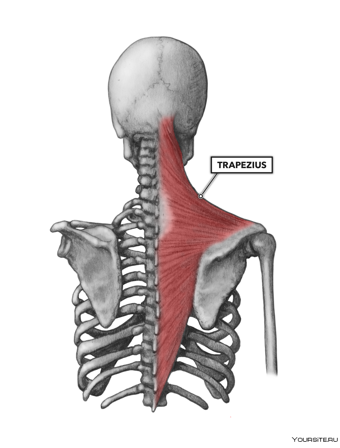 Трапециевидная функция. Трапециевидная мышца (m. Trapezius). Musculus Trapezius анатомия. M Trapezius анатомия. Трапециевидная мышца спины прикрепление.